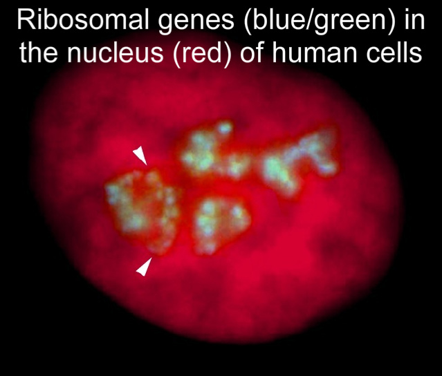Ribosomal genes (blue/green) in the nucleus (red) of human cells