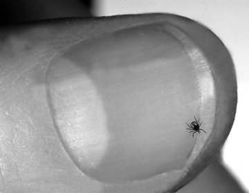 picture of deer tick nymph on human thumb