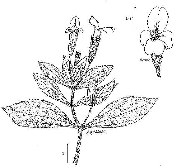 GIF -- Species Line Drawing