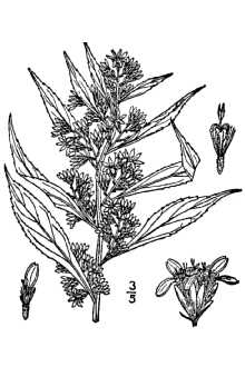 Line Drawing of Solidago curtisii Torr. & A. Gray