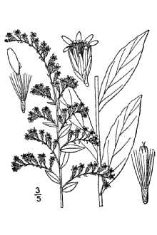 Line Drawing of Solidago latissimifolia Mill.