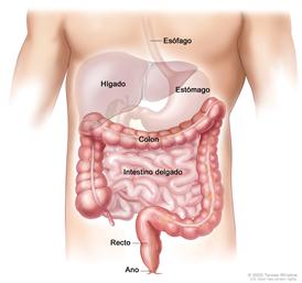 Anatomía del aparato (digestivo) gastrointestinal; muestra esófago, hígado, estómago, colon, intestino delgado, recto y ano