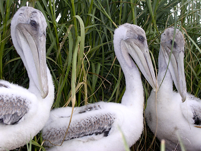Photo of three brown pelican chicks