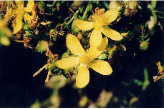 Photo of Hypericum perforatum L.