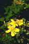 View a larger version of this image and Profile page for Hypericum perforatum L.