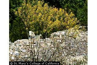 Photo of Isatis tinctoria L.