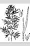 View a larger version of this image and Profile page for Eragrostis cilianensis (All.) Vign. ex Janchen