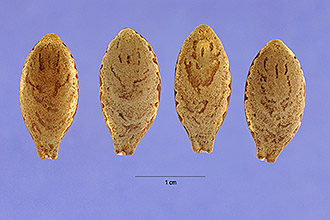 Photo of Echinocystis lobata (Michx.) Torr. & A. Gray