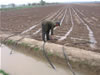 An Uzbek farmer irrigates his crops