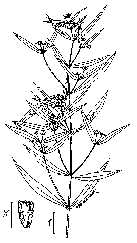 line drawing