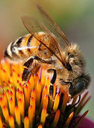 Photo: Honey bee on flower.