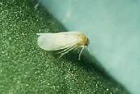silver leaf whitefly adult