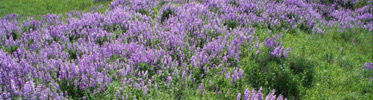 Bald Hills lupine