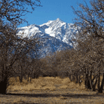 Remnants of Manzanar orchards with Mt. Williamson in the background. NPS Photo.