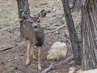 MULE DEER FREQUENT THE SOUTH RIM VILLAGE AREA IN GRAND CANYON N.P. KEEP THE WILD IN WILDLIFE. PLEASE DO NOT FEED THEM. NPS PHOTO. 