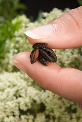 A cluster of blue bottle fly pupae: Click here for photo caption.