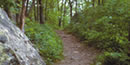 A brown trail weaves through the woods, passing a rocky outcrop along the way.