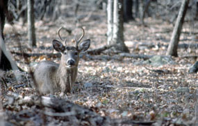 White-tailed deer are part of the magic of Shenandoah.