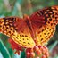 Natural Resource Documents - Great Spangled Fritillary