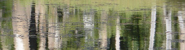 Aspens Reflecting in the San Joaquin River