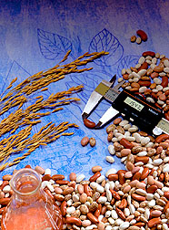 Display of various types of beans. Link to photo information