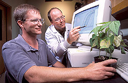 Phil Miklas and George Vandemark view computer screen showing results of quantitative polymerase chain reaction assays. Link to photo information