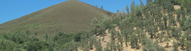 Hillsides dominated by chamise (background) and blue oak grasslands (foreground)