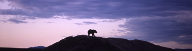 Bear walking on horizon as sun sets.
