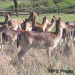 Herd of non-native fallow deer
