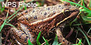 California red-legged frog