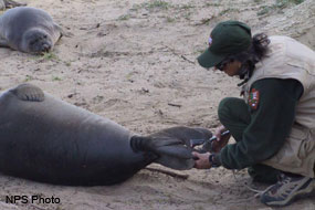Biologist attaching a tag to the hind flippers of an elephant seal.