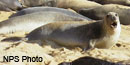 Elephant seals at the main colony at Point Reyes