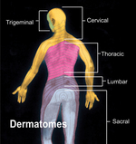 The nerve paths are called dermatomes - Click to enlarge in new window.