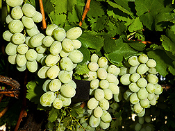 Photo: Autumn King grapes. Link to photo information