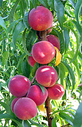 Photo: Early Augustprince peaches. Link to photo information