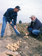 Photo: Rich Novy and Dennis Corsini dig up a potato plant. Link to photo information.