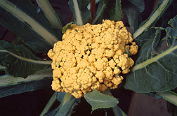 Photo: A head of orange cauliflower. Link to photo information