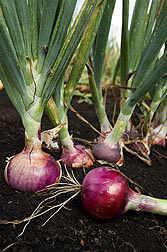 Photo: Pungent red onions. Link to photo information