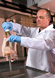 Científico examina el cadáver de un pollo. Enlace a la información en inglés sobre la foto