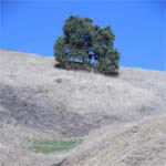 400 year old Valley Oak near the top of Mt. Wanda.