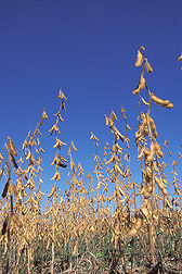 Soybeans.