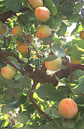 Apache apricot tree. 