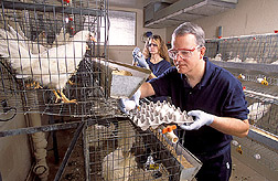 Peter Holt collects eggs that will be tested for Salmonella enteritidis. 
