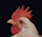 Photo of a chicken