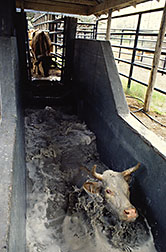 cow in tick bath