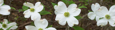 Flowering Dogwood during the spring at Abraham Lincoln Birthplace
