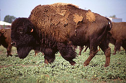 This bison is part of a 13-head herd involved in a brucellosis vaccine study at the National Animal Disease Center in Ames, Iowa. 