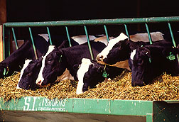 Holstein dairy cows enjoy a meal.