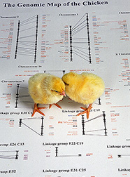 Chicks stand atop a picture of a chicken's genetic map. Understanding poultry genetics will make it much easier to identify traits like disease resistance.