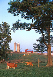 dairy cattle on a small farm